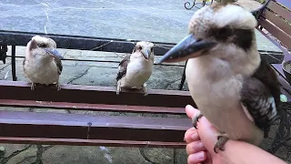 Dwarfy the kookaburra doesn't want to let me get back to work!