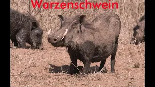 Warzenschwein