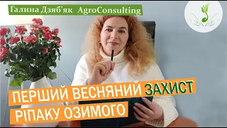 Шкідники і бур'яни. На що звертаємо увагу при першому весняному захисті ріпаку?