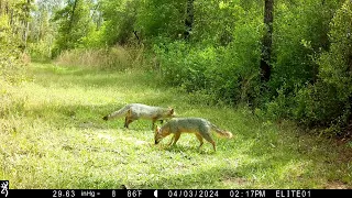 Gray foxes stopping by for afternoon snack - Beautiful to see in daylight