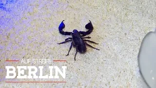 Gefährlicher Stich vom Skorpion! Er kam mit der Post! | Auf Streife - Berlin | SAT.1 TV