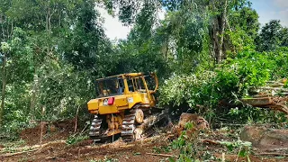 CAT D6R XL Dozer Operator Skills Cleaning Abandoned Palm Oil Plantations