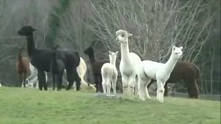 ALPACA FARMER'S DISTURBING BIGFOOT ENCOUNTER - CAPTURED ON VIDEO