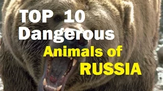 TOP 10 Dangerous Animals RUSSIA 2017 - Kevin Hunter