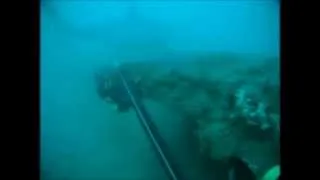 Great White Shark Encounter