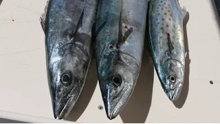 Can You Identify These 3 Mackerel Species? (Cero, Spanish and King)