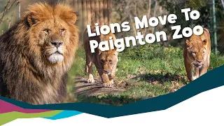 African Lions Arrive At Paignton Zoo