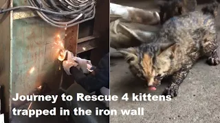 Journey to Rescue 4 kittens trapped in the iron wall | Rescue the kitten