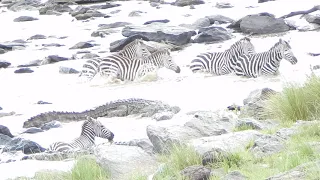 CROCODILE VIOLENTLY RIPS OFF ZEBRA FACE PART ONE  (How it begun. Graphic content please.)