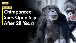 Heartwarming! Rescued Chimpanzee Sees Open Sky For First Time After 28 Years In Cage