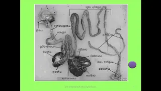 Agriculture Model Paper 2020 | Structured Essay Q4 | Sinhala Medium