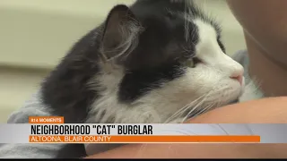 Neighborhood "Cat" Burglar