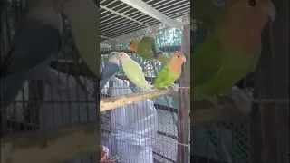 The Beauty of Agapornis Rosecoilis | African Lovebirds | ALBS1 | None Eyering