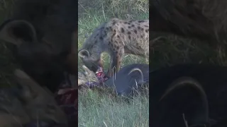 Nature wildlife scene, hyena eating limbs pf wildebeest