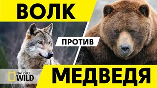 Волк против медведя. Документальный фильм HD. РУССКИЙ ПЕРЕВОД. Nat Geo Wild.