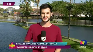 Família de capivaras é flagrada em Joinville: ''passeio'' por indústria da cidade