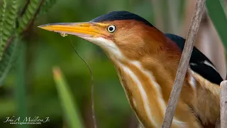 Least Bittern Vocalizing