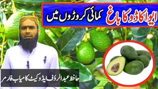 avocado farming // high yield profitable business in farming avocado Garden / avocado plant  nursery