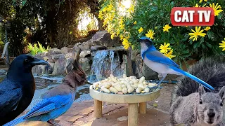 🌿 Fluttering Birds and Sneaky Squirrels 🐦🐿️ | 4K Nature Videos | Cat TV for Cats to Watch | Dog TV