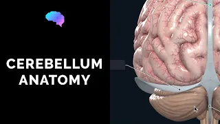 Anatomy of the Cerebellum (3D Anatomy Tutorial)