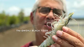 The Qwehli Black tiger, the Chef's shrimp