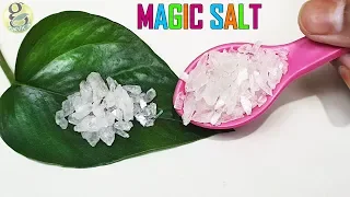 10 Miracles of Magic Salt in Gardening | Increase Flower Size with Epsom Salt