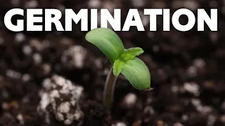 How to Germinate Cannabis Seeds Directly in Soil - Weed, Pot & Marijuana Plant and Sprouting