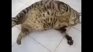 ПРИКОЛЫ 2013 года ЛУЧШИЕ joke 18 HD COMPILATION FAIL 2013 The Poor Fat Cat, Новые Приколы, Шутки,