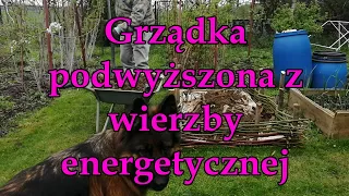 Grządka podwyższona z wierzby energetycznej.