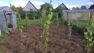 Выращивание винограда в 1 год жизни в Ленинградской области.