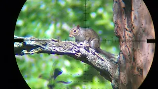 Squirrel Hunting Pesting PCP Airgun FX Impact .30 Air Rifle demolitia on Squirrels with slow motion