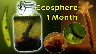 A Bustling Ecosystem within a Jar │ Seasonal Wetland Ecosphere - 1 Month Update