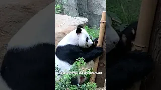 🐼 EDUCACIÓN ANIMAL - Curiosidades de animales - Los Osos Panda y su dieta de bambú  #shorts #panda 🐼