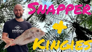 Stalking Snapper and Hunting Kingfish - Spearfishing New Zealand