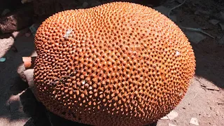 The jackfruit is cut from the tree  | The Big Jackfruit | #jackfruit #jackfruit_cut_from_tree