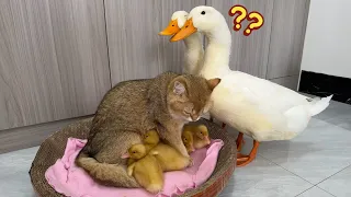 Duck is surprised! Kittens know how to take care of ducklings better than mother ducks!Cute andfunny