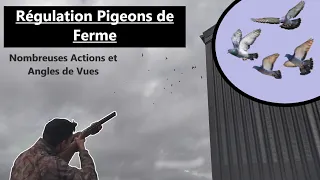 Chasse de régulation des Pigeons de Fermes