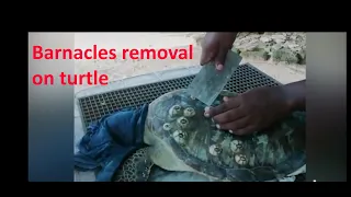 Barnacles removal on turtle. Animal Rescue Video