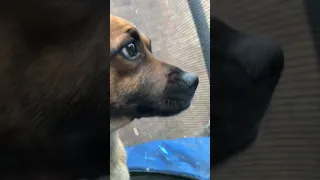 Trampoline dog