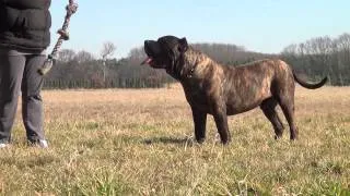 Dogo Canario Rüde Butze ( Diablo ) mit 2,5 Jahre beim spielen