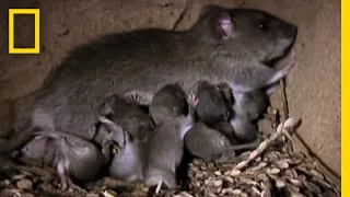 How Two Rats Become 15,000 in a Year | National Geographic