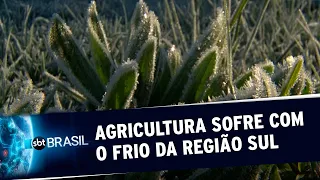 Baixas temperaturas prejudicam plantações e lavouras no Sul do país | SBT Brasil (25/08/20)