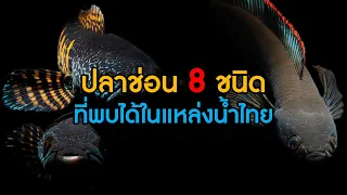 ปลาช่อน 8 ชนิด ที่สามารถพบได้ในธรรมชาติประเทศไทย