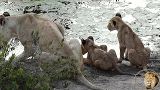 Cubs Of Casper The White Lion Latest Sighting