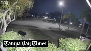 A bear makes its way through Oldsmar. Could it be the same one spotted in Tampa?