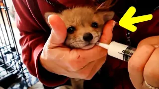 Family Rescues Baby Fox That Confused Their Dog For Its Mom