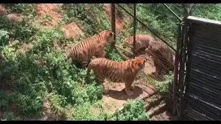 Two tigers VS Two lions