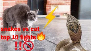 (! TOP 10 FIGHTS | CATS VS SNAKES (COBRA