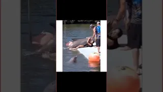 Funny Dolphin Video | 🐬🥰 #shorts #dolphin #funny