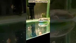 Fahaka puffer eating snails #shorts #viral  #aquarium #pufferfish